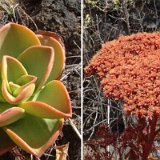 Aeonium nobile El Time, La Palma JLcoll.086.jpg